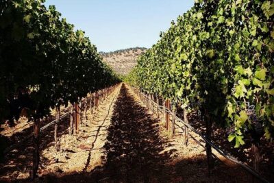 6-Hour Luxury Napa Wine Tasting Tour with Route Planning