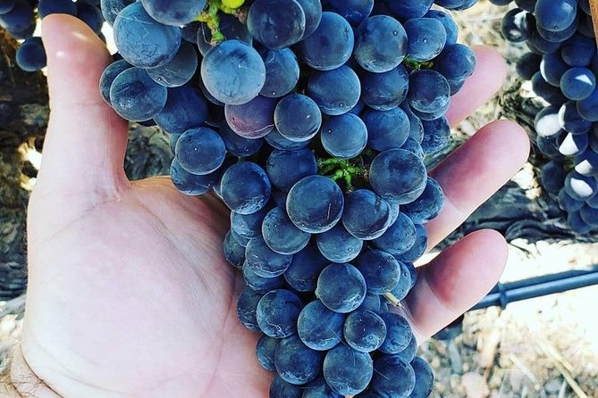 6-Hour Luxury Napa Wine Tasting Tour with Route Planning - Riding in a Luxury Sedan, SUV, or Limousine