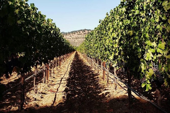 6-Hour Luxury Napa Wine Tasting Tour with Route Planning - What Six Hours Really Gives You