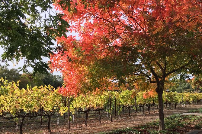 6 Hour Napa or Sonoma Valley Wine Tour by Private SUV - A private wine day without the driving chore