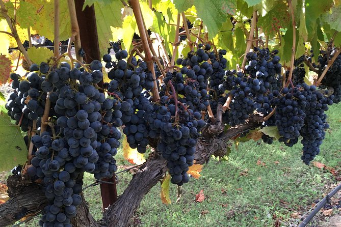6 Hour Napa or Sonoma Valley Wine Tour by Private SUV - Pickup rules require careful reading