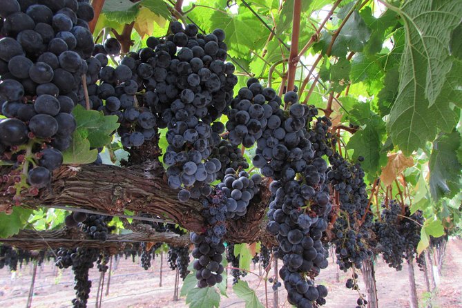 6 Hour Private Customized Wine Tour up to 7 Guests Napa & Sonoma - Lunch, rain, and the small comforts