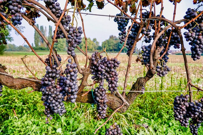 6-hour Private Luxury SUV Wine Tour in Napa Or Sonoma Valley - What this six-hour Napa wine day really is