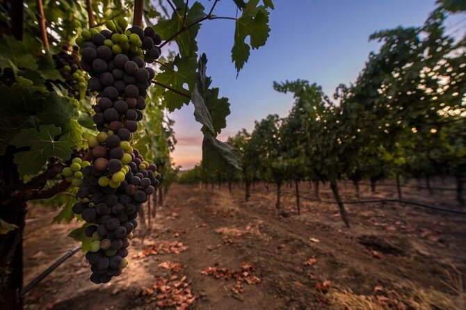 6-hour Private Luxury SUV Wine Tour in Napa Or Sonoma Valley - Pickup from Napa, Sonoma, or San Francisco