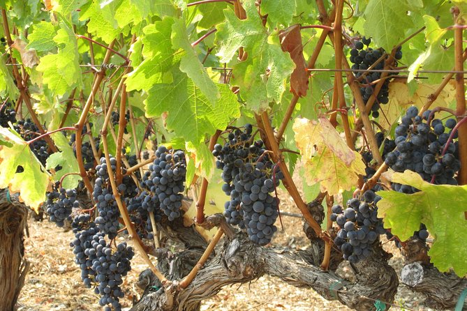 6-Hour Private Wine Country Tour of Napa in Crossover SUV (up to 6 people) - The practical limits of a six-hour booking