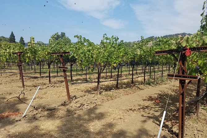 6-Hour Private Wine Tasting Tour with a Sample Stops - Pestoni Family Estate Winery: the best lunch stop