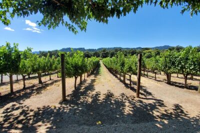 6-Hour Sparkling Wine Tour of Napa Valley