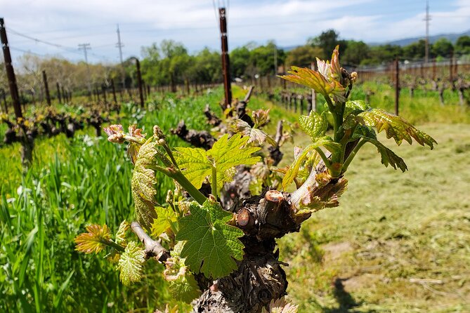 6-Hour Sparkling Wine Tour of Napa Valley - Who will appreciate this tour most