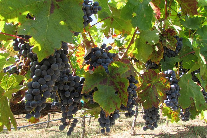 8 Hour Private Customized Wine Tour up to 7 Guests Napa & Sonoma - What the price includes, and what it does not