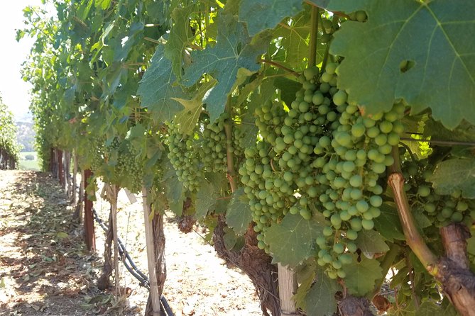 8 Hour Private Tour in Napa Valley Winery - The vehicle: sedan, SUV, or limousine