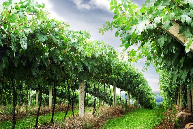 8 Hour Private Tour in Wine Country from San Francisco - Choosing Napa Valley Wineries Around Your Taste