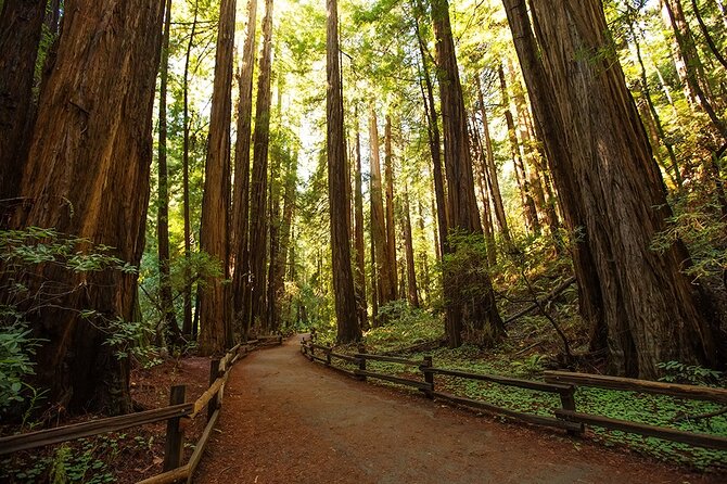 Alcatraz Muir Woods Express with Golden Gate Bridge Visit - Muir Woods before the crowds
