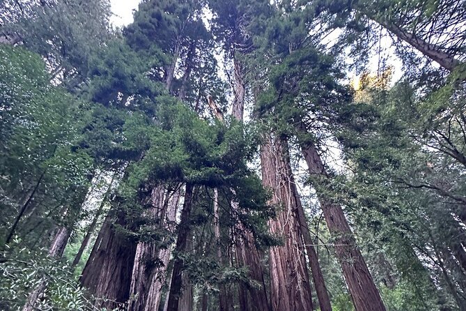 Alcatraz Plus Muir Woods and Sausalito Combo Tour - The price: what the $170 includes