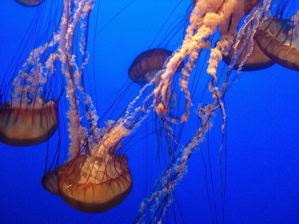 Aquarium of the Bay General Admission Ticket - Pier 39 puts the aquarium in the middle of your San Francisco day