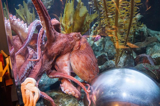 Aquarium of the Bay General Admission Ticket - Staff contact can add a personal touch