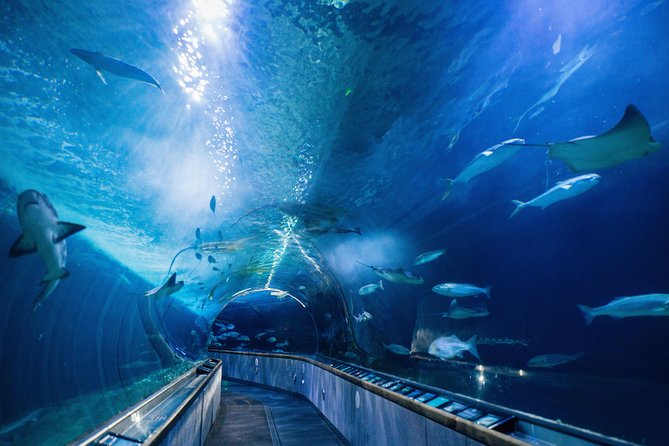 Aquarium of the Bay General Admission Ticket - Mobility and comfort need a quick check