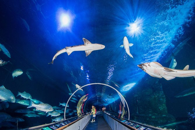 Aquarium of the Bay General Admission Ticket - Expect an attractive but compact visit