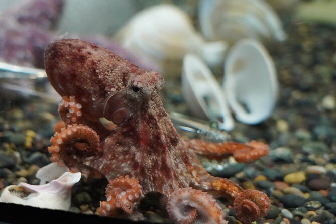 Aquarium of the Bay VIP Experience - Timing, transport, and what to bring