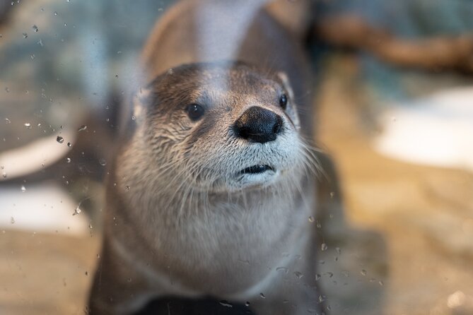 Aquarium of the Bay VIP Experience - Who should book this experience?