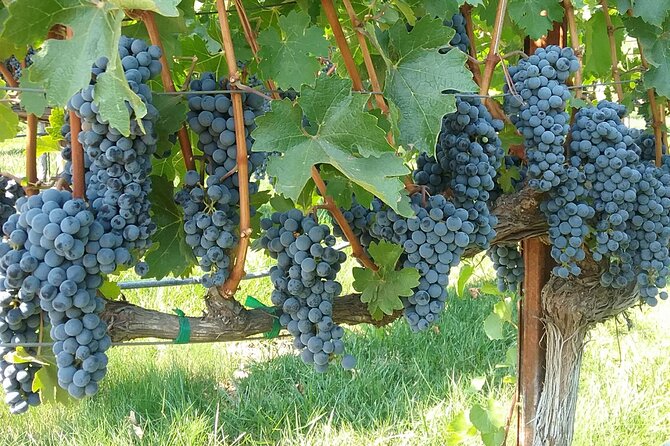 Best Private Wine Tours of Napa Valley-Sonoma for up to 8 people - Napa: Big Views, Famous Names, and a Faster Pace