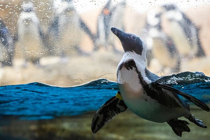 California Academy of Sciences General Admission Ticket - How to plan a smoother visit