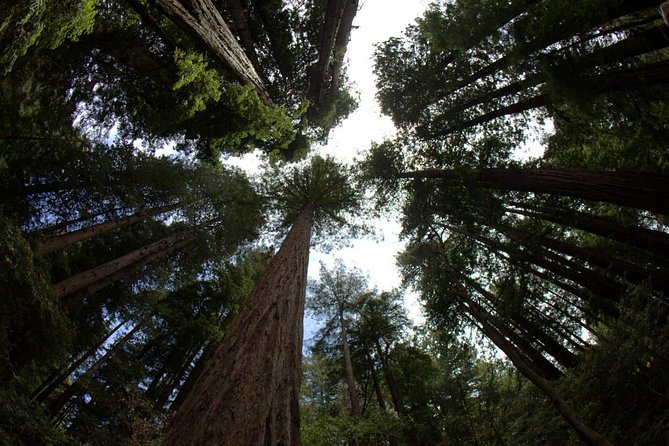 Combo Small-Group Tour: SF City plus Muir Woods & Sausalito - A full San Francisco day, from city streets to redwood shade