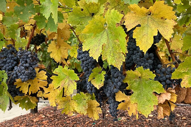 “Fabulous Private Wine Tours of Napa & Sonoma for 2 to 5 people” - Yountville: a useful pause in the middle of the day