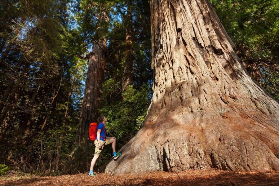 From San Francisco: 3-Day Yosemite Tour Without Hotel - Your full free day in Yosemite