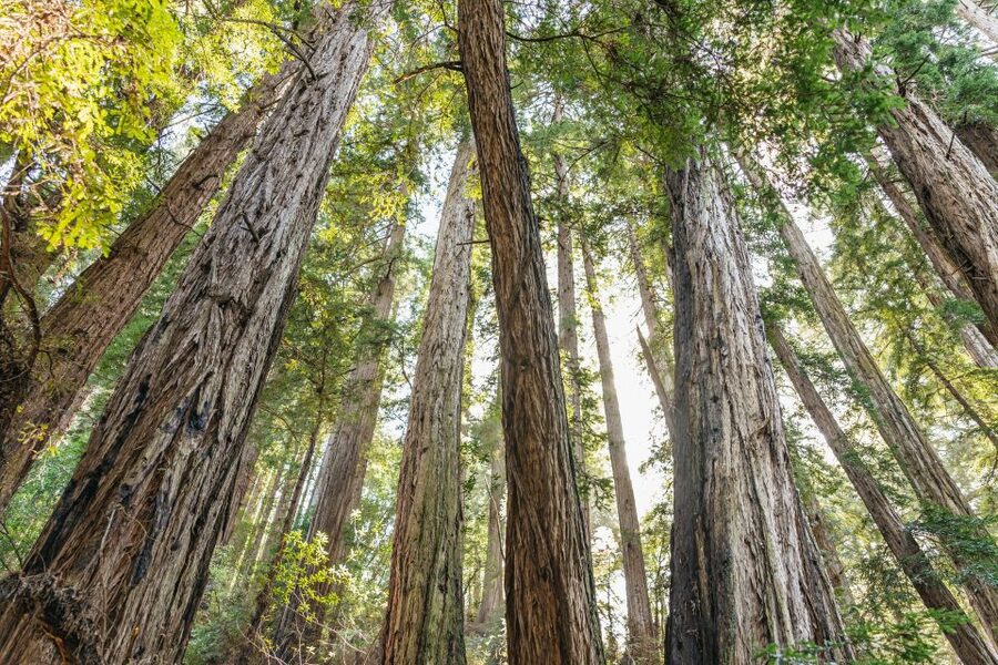From San Francisco: Guided Muir Woods Tour - The winding road matters