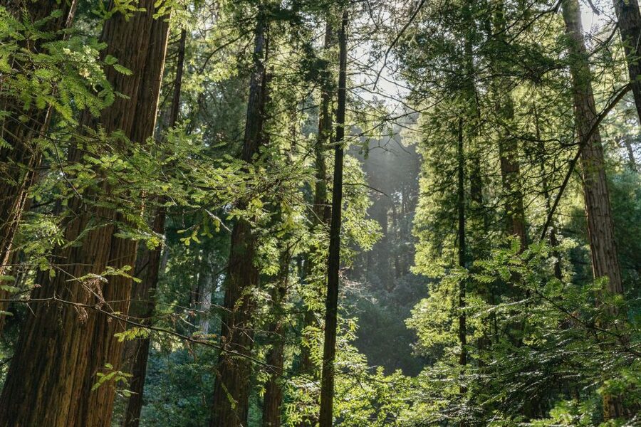 From San Francisco: Guided Muir Woods Tour - Sausalito in 45 minutes