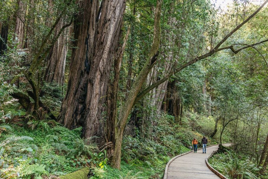 From San Francisco: Guided Muir Woods Tour - How much value do you get for $77?