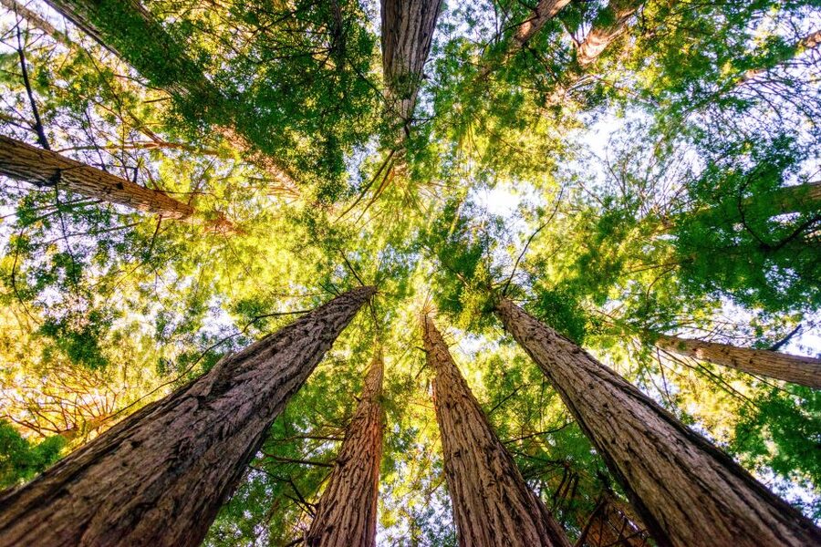 From San Francisco: Guided Muir Woods Tour - Who will enjoy this tour most?