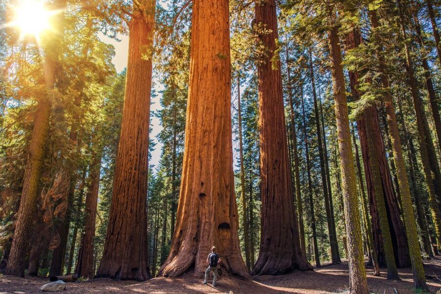 From San Francisco: Guided Tour to Muir Woods - Why Muir Woods Is Worth Leaving San Francisco