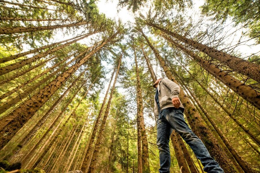 From San Francisco: Guided Tour to Muir Woods - What the Short Sausalito Stop Adds