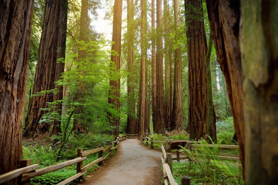 From San Francisco: Guided Tour to Muir Woods - Is $77 a Fair Price?