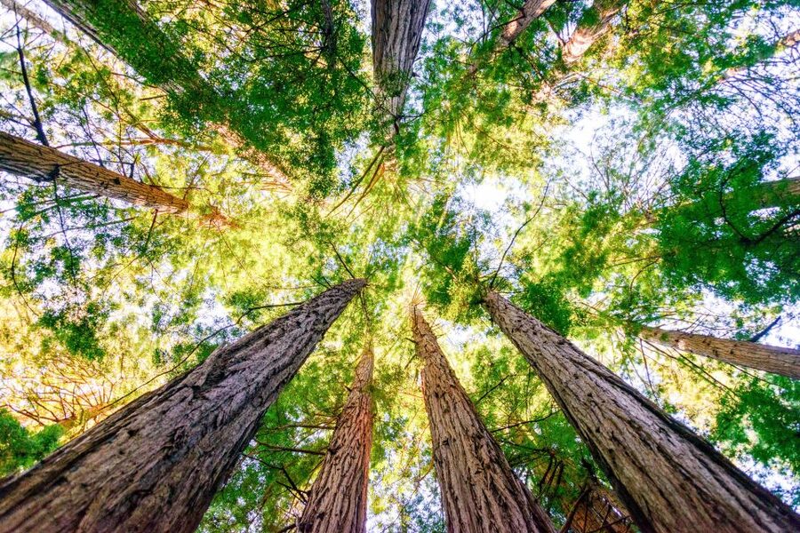From San Francisco: Guided Tour to Muir Woods - FAQ