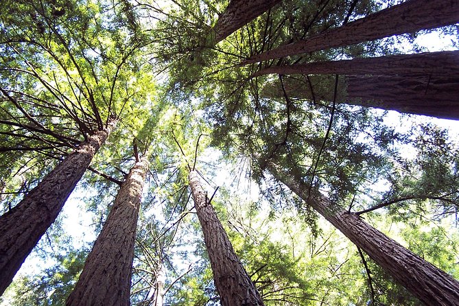 From San Francisco: Guided Tour to Muir Woods and Sausalito - A short stop in Sausalito