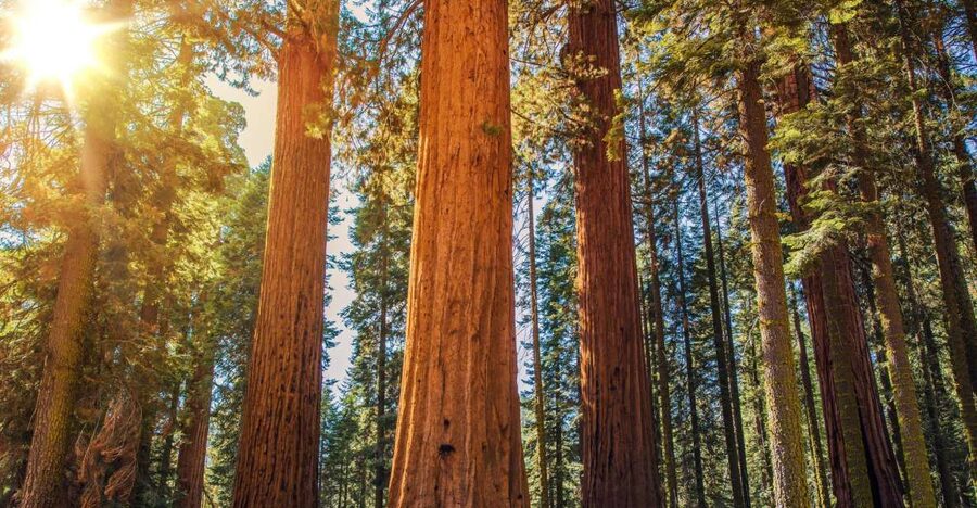 From San Francisco: Guided Tour to Muir Woods - Your 90 Minutes Beneath the Redwoods