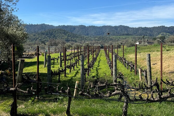 From San Francisco: Half-Day Wine Aficionado Tour with Tastings - Cline Cellars brings the first tasting