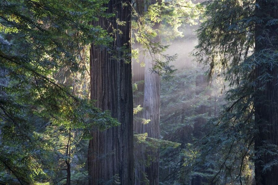 From San Francisco: Muir Woods, Sausalito and Alcatraz Tour - Should you book this tour?