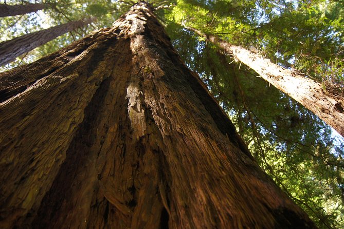 From San Francisco: Muir Woods Tour and Hop-on Hop-off City Tour - Sunset Panoramas and the Digital Chinatown Walk