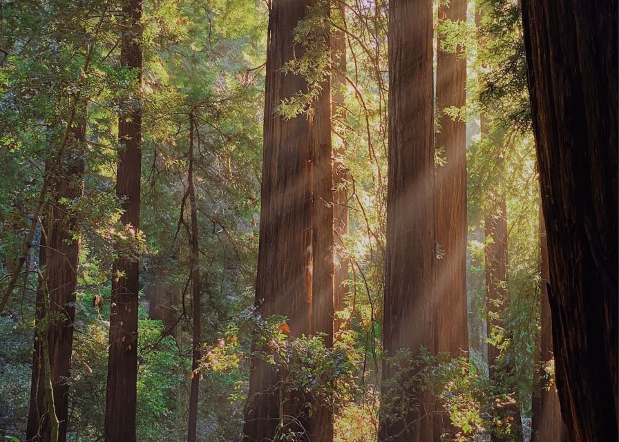 From San Francisco: Muir Woods Wine Tour with Napa & Sonoma - Sonoma Plaza gives you a useful lunch break