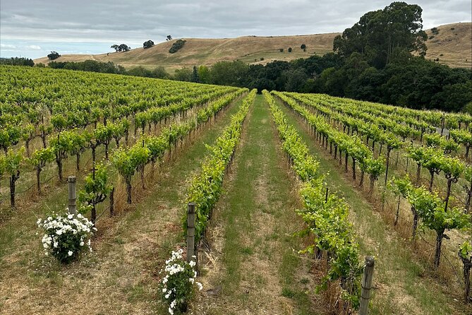 From San Francisco: Napa & Sonoma Valley Wine Tour with Tastings - What the wine tastings are really worth