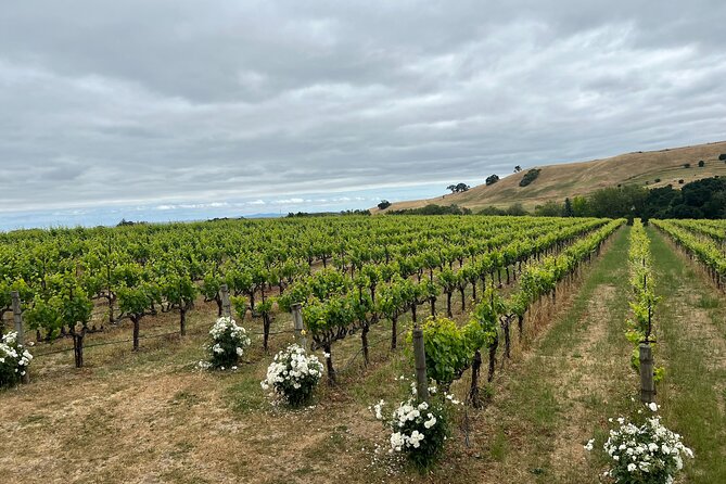 From San Francisco: Napa & Sonoma Valley Wine Tour with Tastings - Guides, coach comfort, and the human side of the day