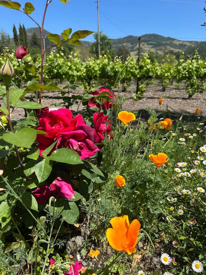 From San Francisco: Napa Valley & Sonoma Private Wine Tour - The value of $745 for up to six people