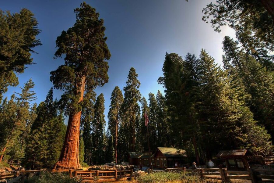 From San Francisco: Yosemite Private Full-Day Trip - A private plan instead of a fixed bus route