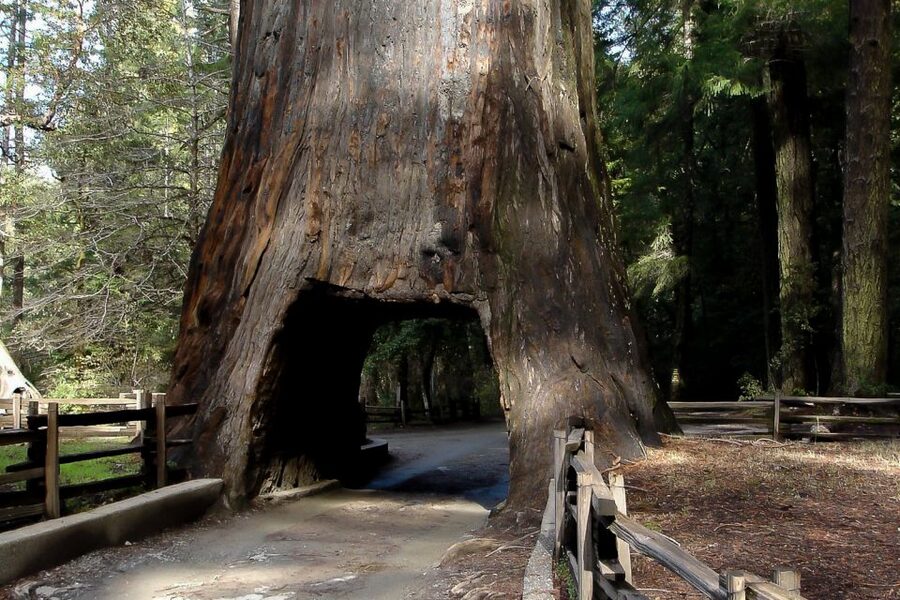 From San Francisco: Yosemite Private Full-Day Trip - The drive from San Francisco into Yosemite