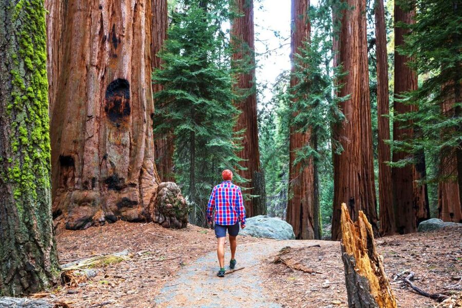 From San Francisco: Yosemite & Tahoe Sierras 4-Day Trip - Giant Sequoias and the long climb into Yosemite’s high country