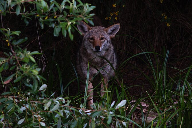 Golden Gate Park Twilight Wildlife Walking Tour - Key points to know before booking