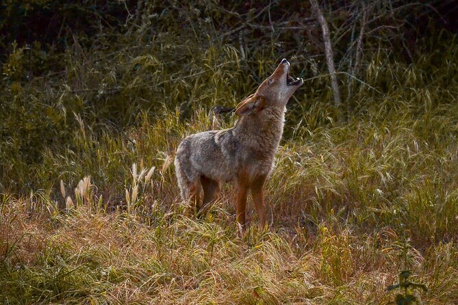 Golden Gate Park Twilight Wildlife Walking Tour - The animals you may encounter